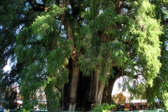 ArbordeTule Oaxaca